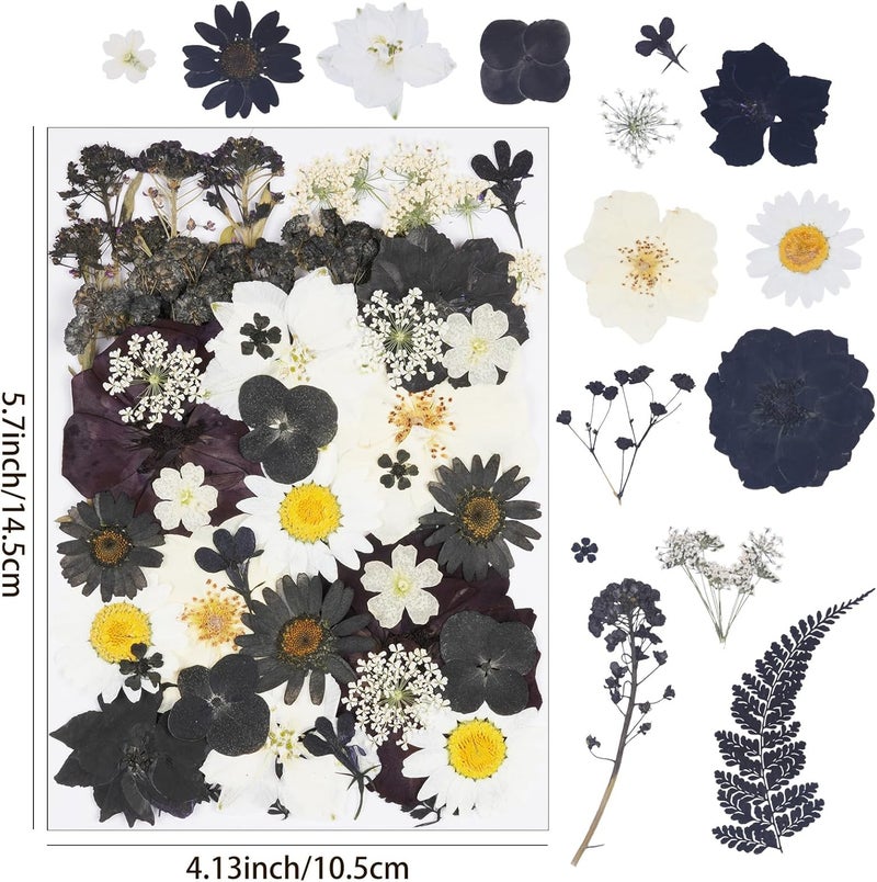 Xinxinran 40Pcs Black Dried Pressed Flowers for Crafts, Dry Flower Kit for Resin Molds,Epoxy Resin Accessories,Bookmark,Nails, Jewelry Molds,Candle Making Supplies,Soap,Cake - Image 2